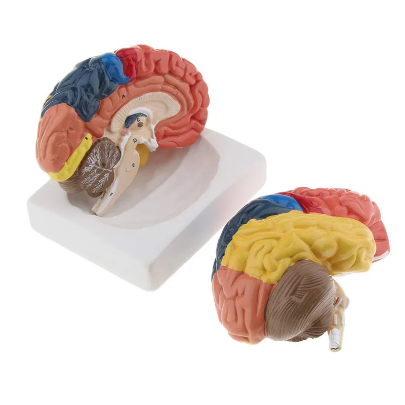 Medical Lab And Science - Life Size Anatomical Human Brain Model