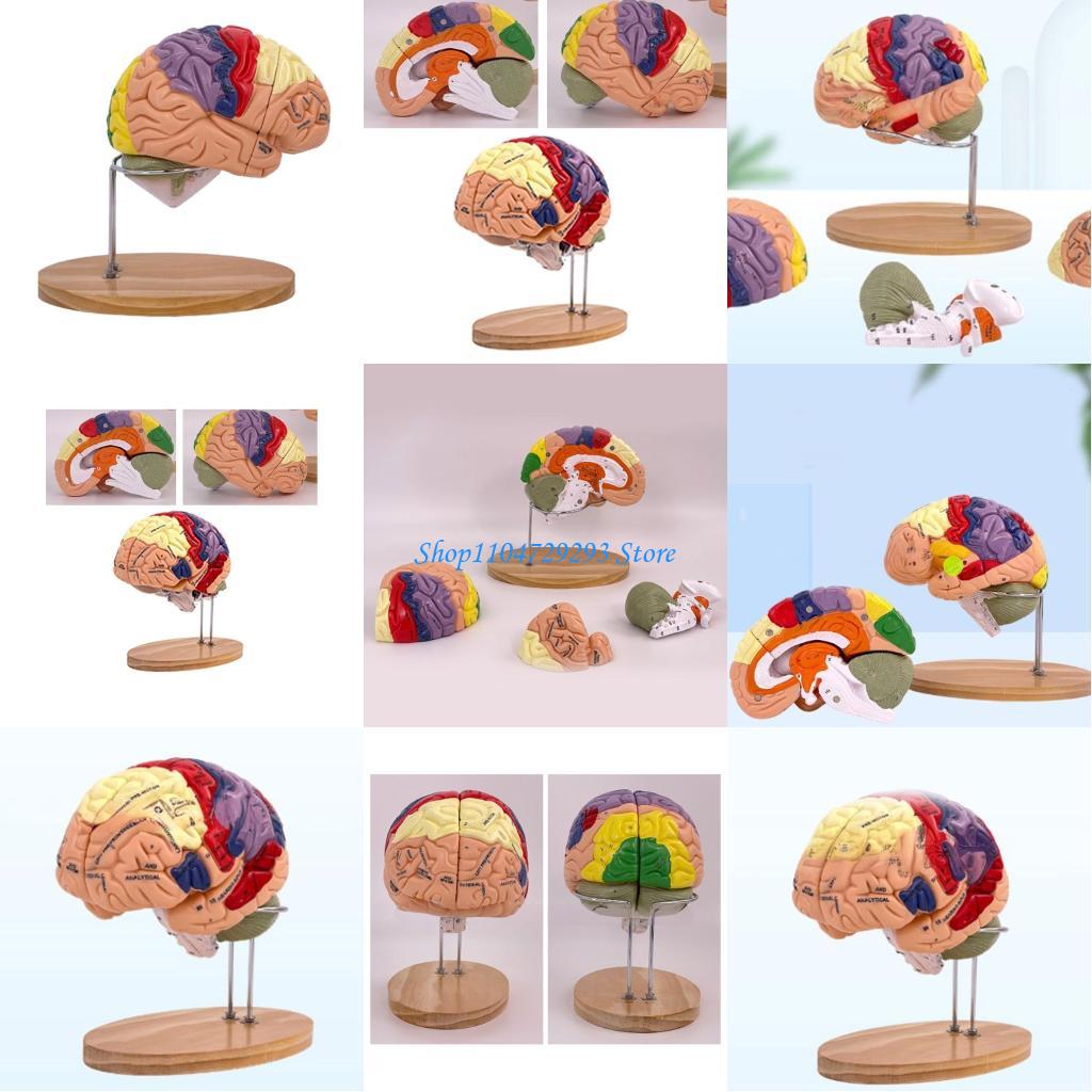 Medical Lab And Science - Y2GD Anatomical Human Model for Hospital