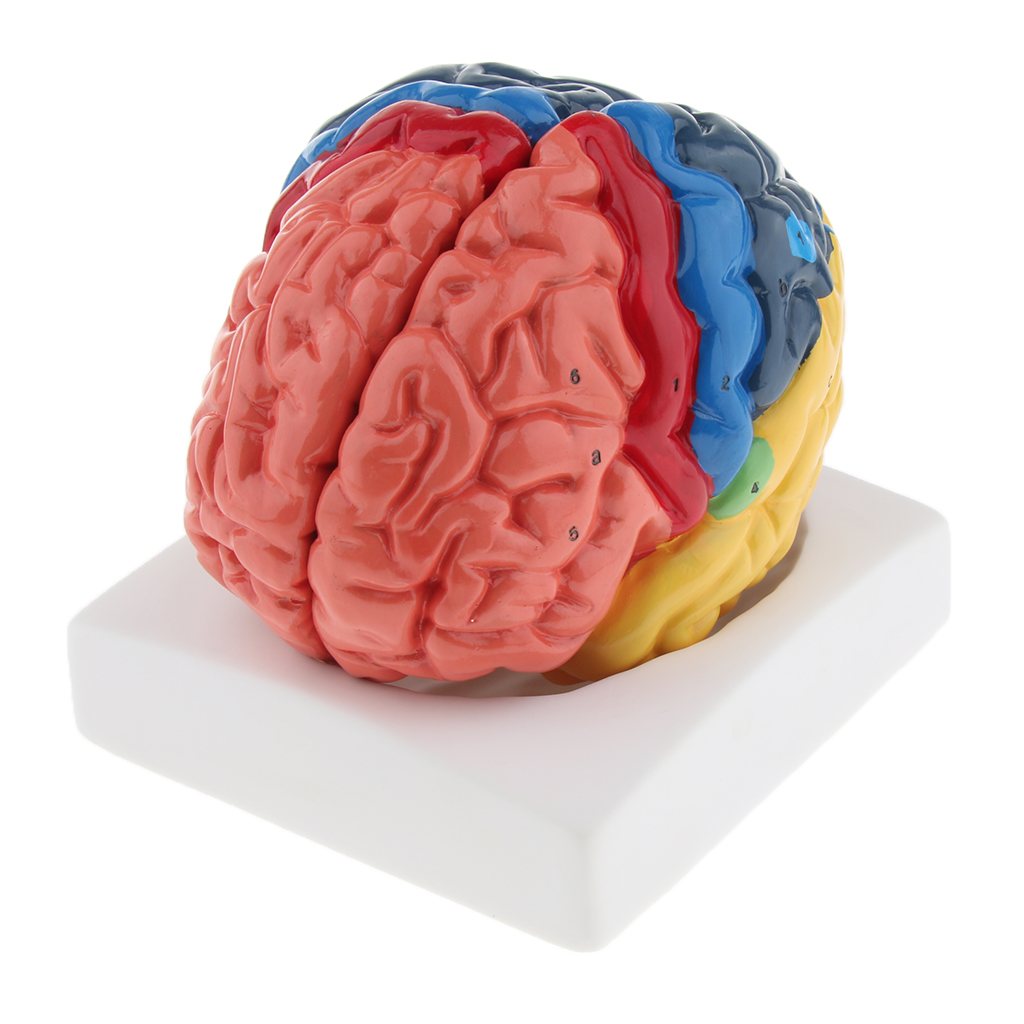 Medical Lab And Science - Lifesize Brain Model Realistic Anatomical Brain