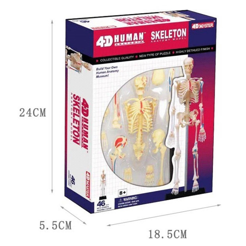 Medical Lab And Science - 4D Master Human Skeleton Anatomy Model