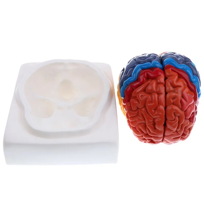 Life Size Anatomical Human Bra - Medical Lab And Science recension och pris