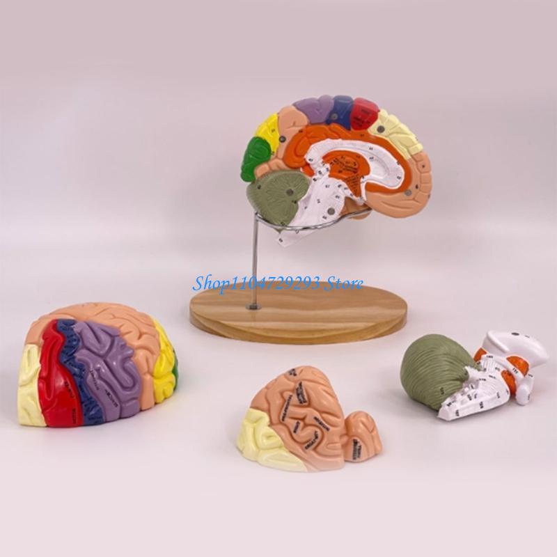 Y2GD Anatomical Human Model fo - Medical Lab And Science recension och pris