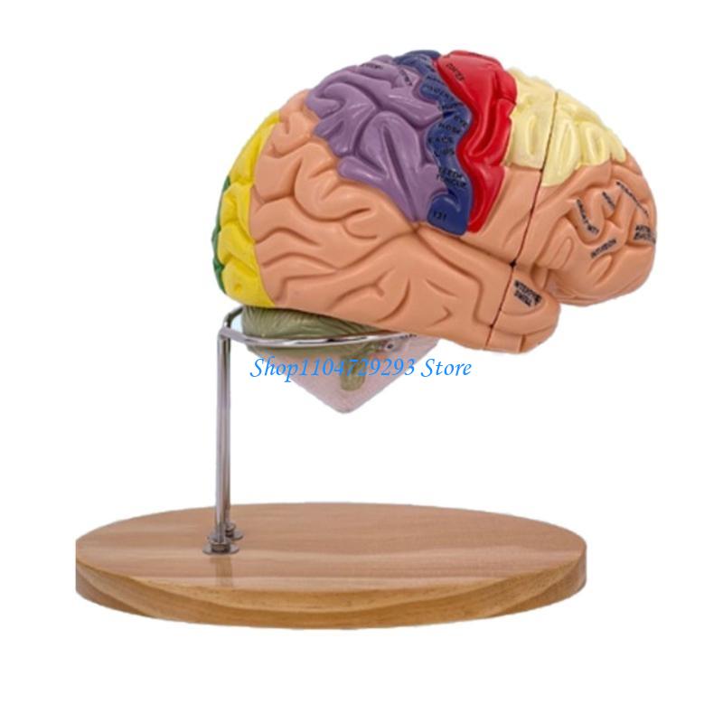 Y2GD Anatomical Human Model fo - Medical Lab And Science recension och pris