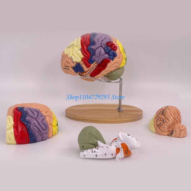 Y2GD Anatomical Human Model fo - Medical Lab And Science recension och pris