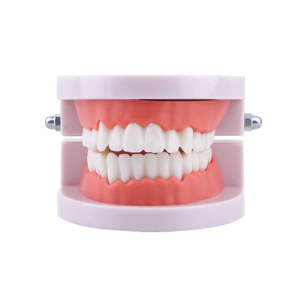 Lab Adult Study Typodont Demon - Medical Lab And Science recension och pris