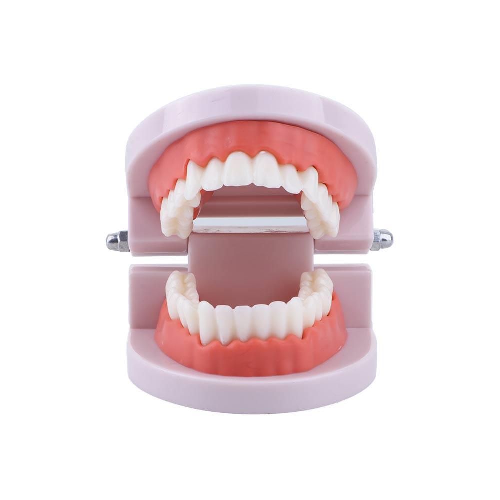 Lab Adult Study Typodont Demon - Medical Lab And Science recension och pris