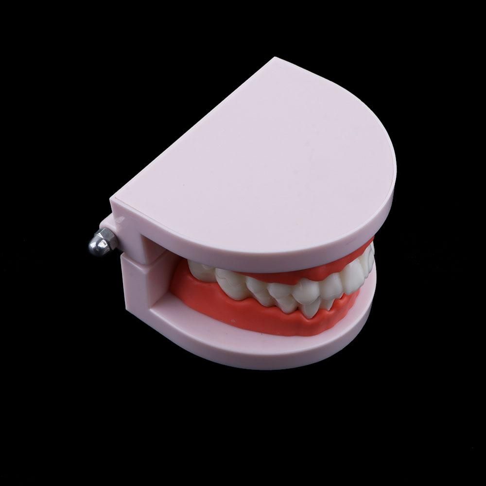 Lab Adult Study Typodont Demon - Medical Lab And Science recension och pris