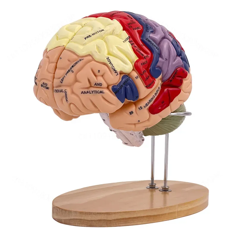 2X Zoom Deluxe Brain Model Ana - Medical Lab And Science recension och pris