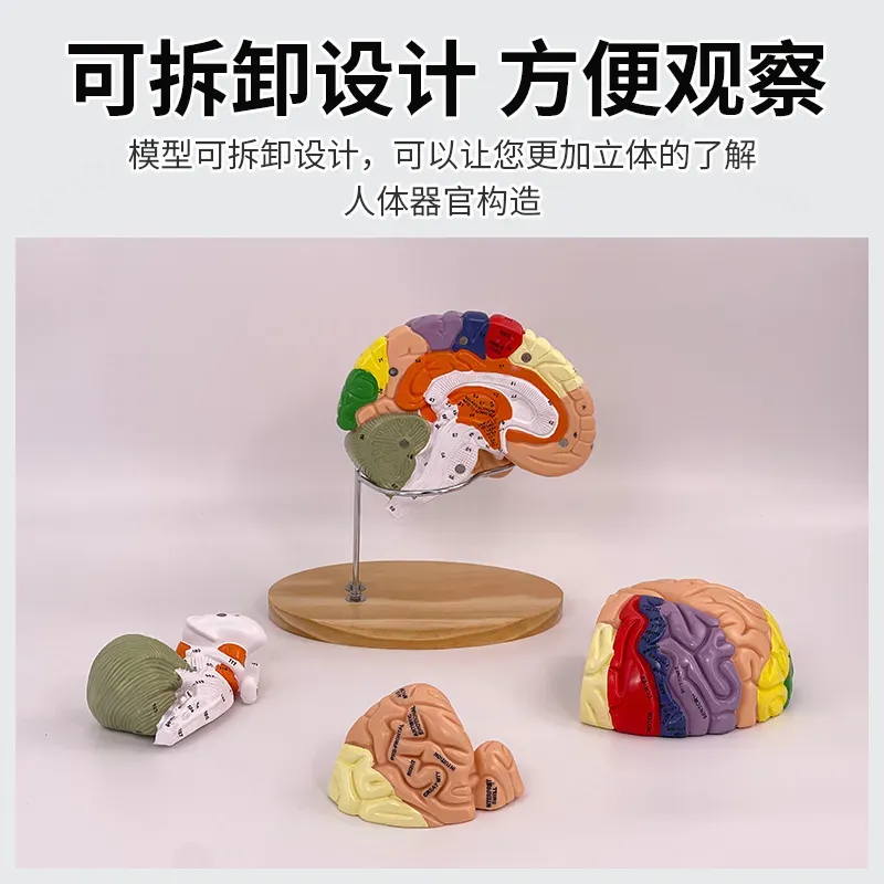 2X Zoom Deluxe Brain Model Ana - Medical Lab And Science recension och pris