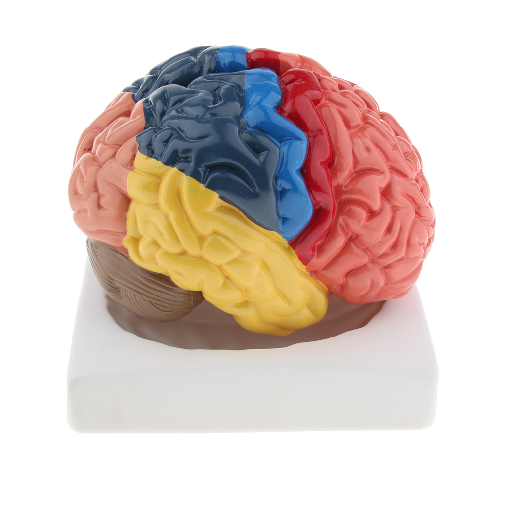 Lifesize Brain Model Realistic - Medical Lab And Science recension och pris