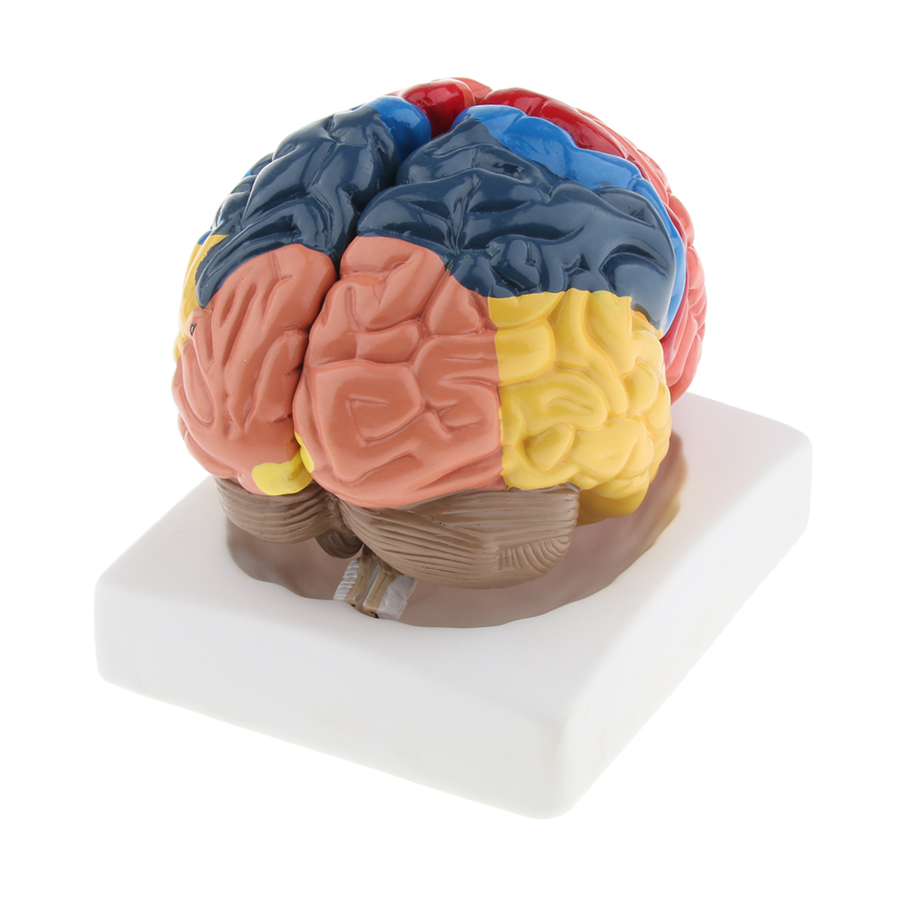 Lifesize Brain Model Realistic - Medical Lab And Science recension och pris