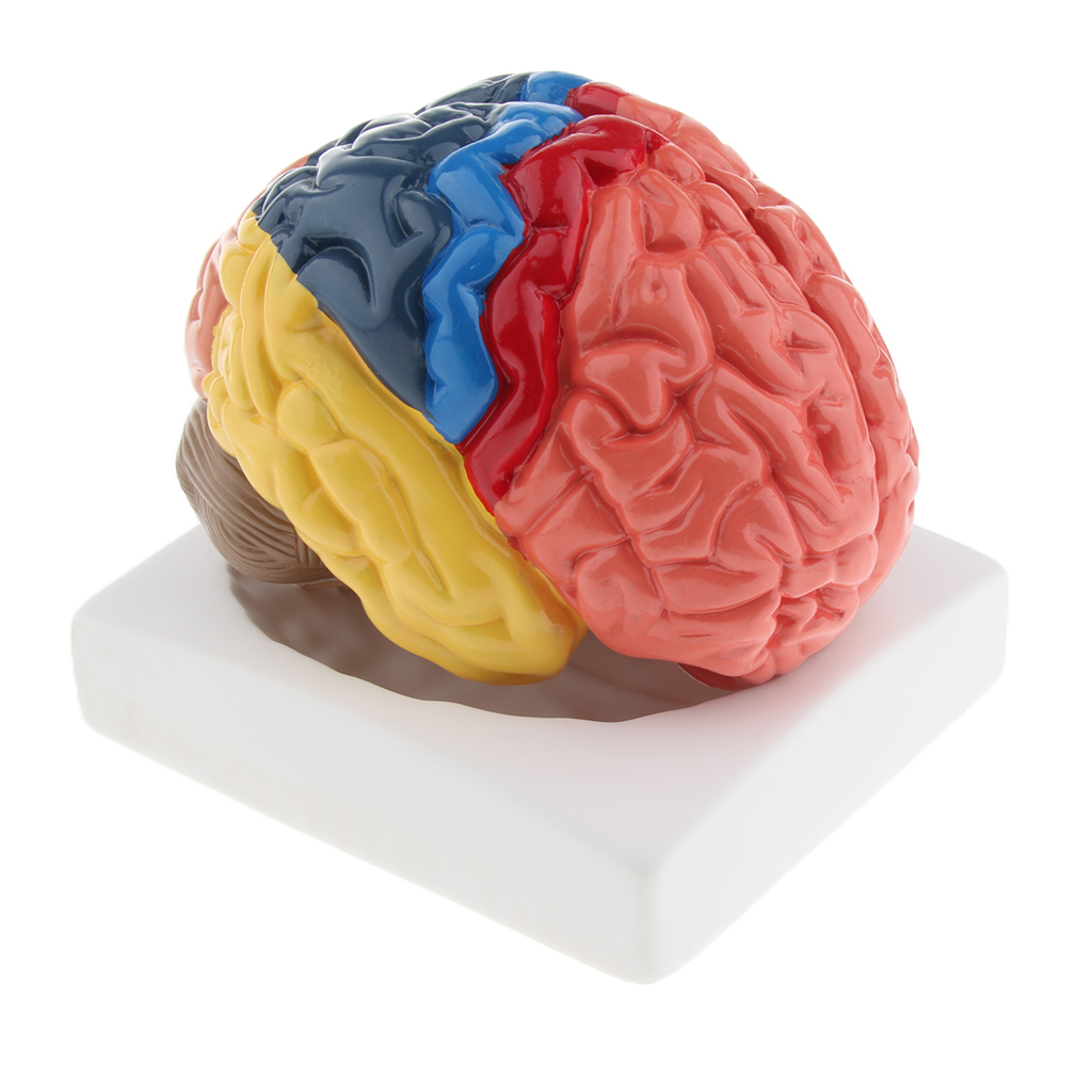 Lifesize Brain Model Realistic - Medical Lab And Science recension och pris