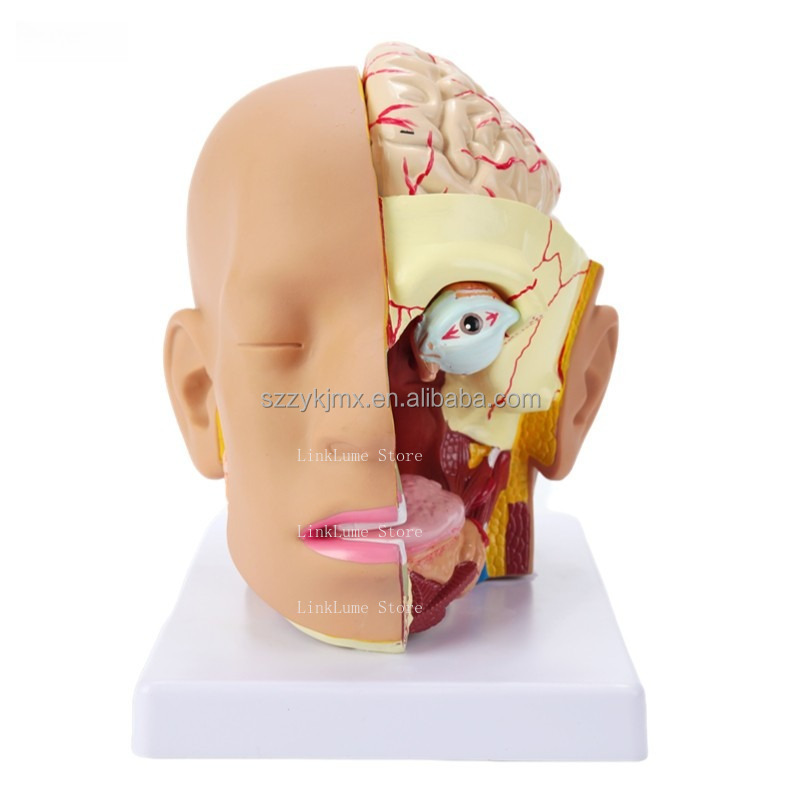 Medical Science Resource Human - Medical Lab And Science recension och pris