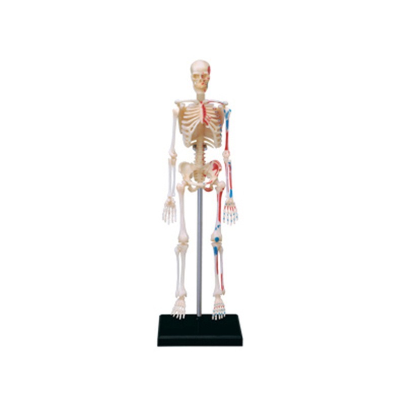 4D Master Human Skeleton Anato - Medical Lab And Science recension och pris