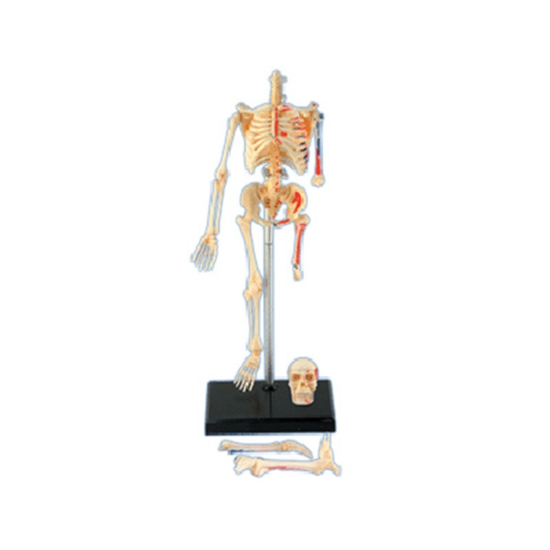 4D Master Human Skeleton Anato - Medical Lab And Science recension och pris