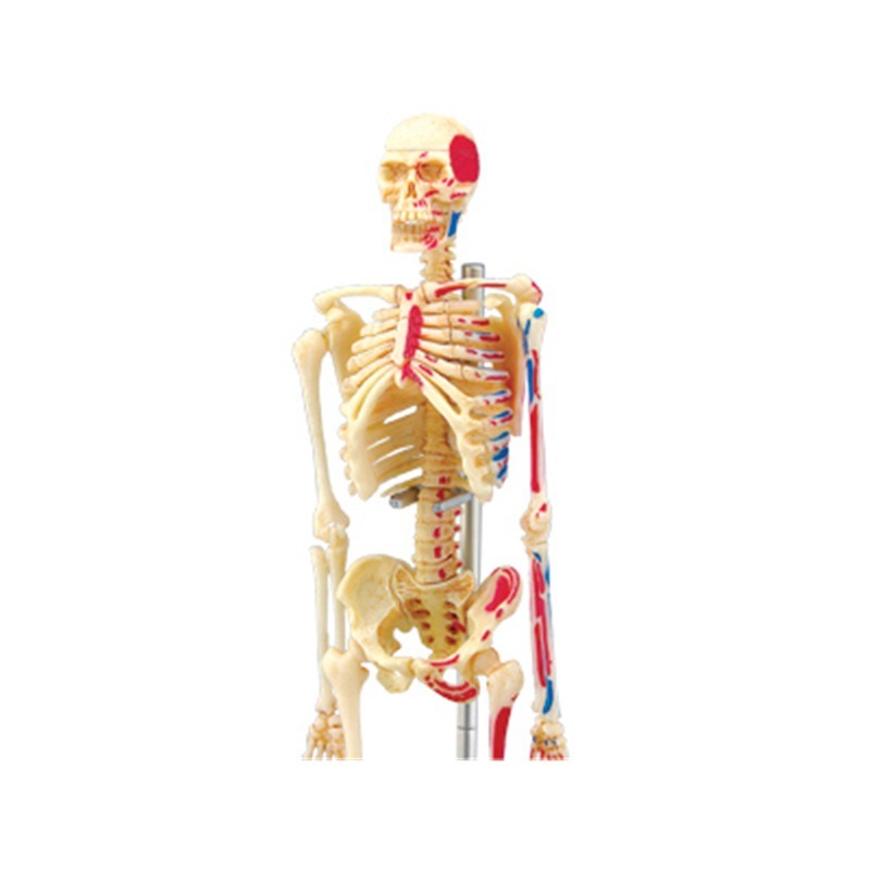 4D Master Human Skeleton Anato - Medical Lab And Science recension och pris